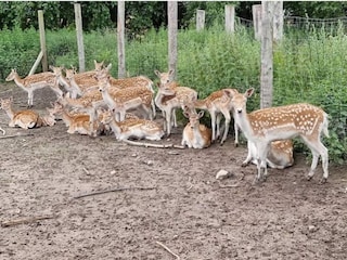 Holiday house Grevinge  20