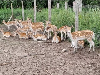 Vakantiehuis Grevinge  22