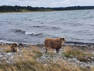 Casa de vacaciones Grevinge  22