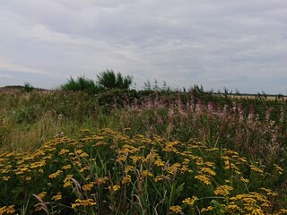 Maison de vacances Stauning  43