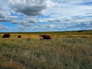 Maison de vacances Stauning  13