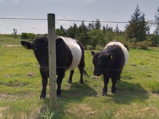 Vakantiehuis Fjerritslev  22