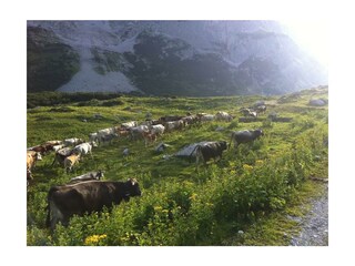 Viehtrieb Alpe Spora