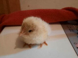 Appartamento per vacanze Ultental Ambiente 34