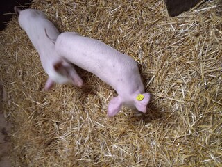 Vakantieappartement Ultental Omgeving 37