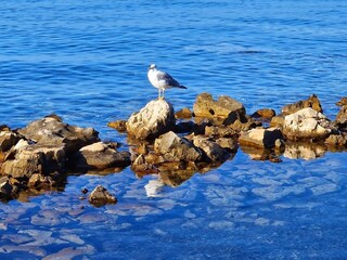 Roulotte Privlaka  9