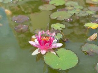 Holiday house Cisternino Outdoor Recording 25