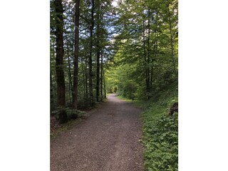 Waldspaziergang