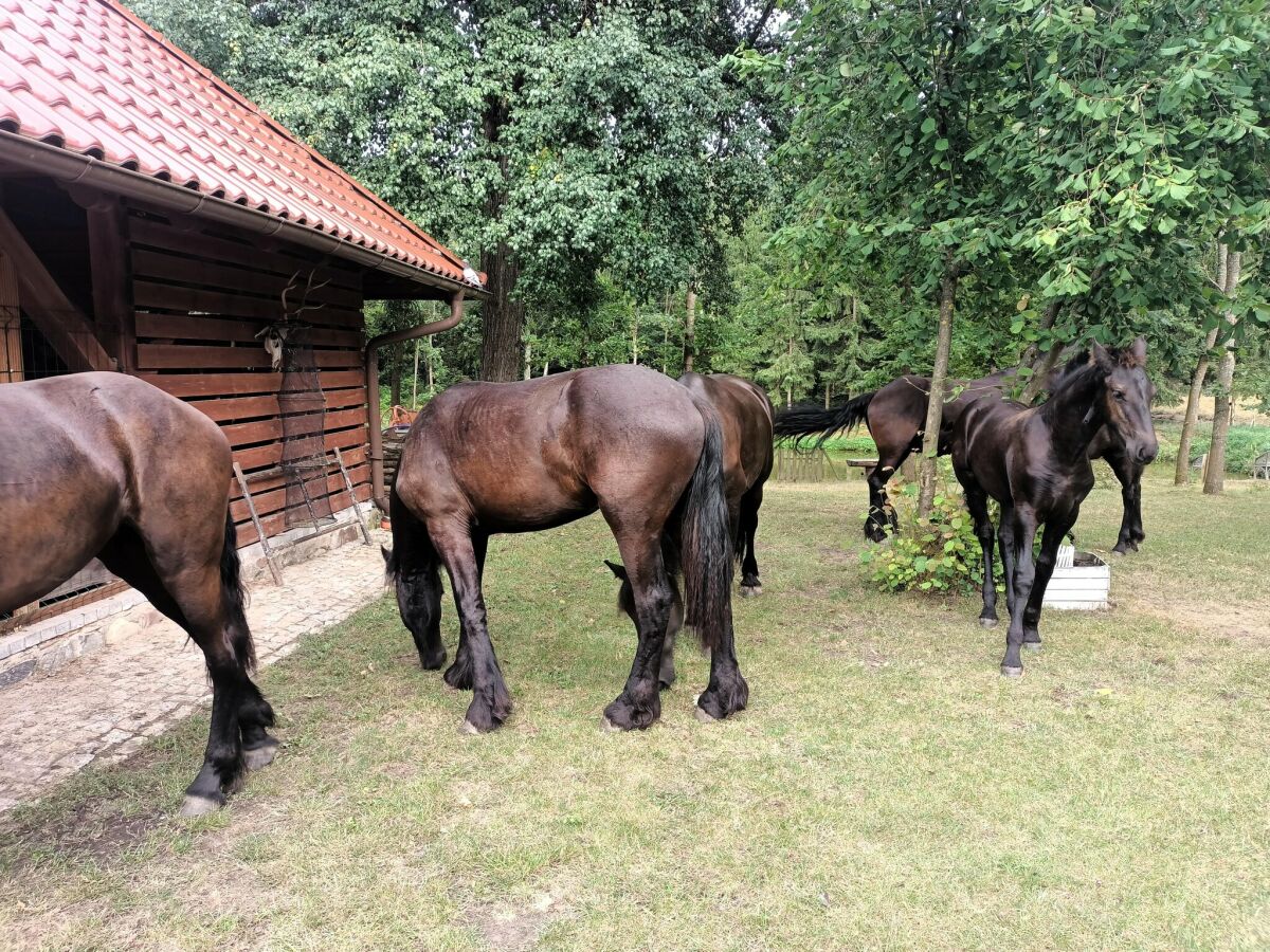 Ferienhaus Dzierzazno Male Außenaufnahme 15