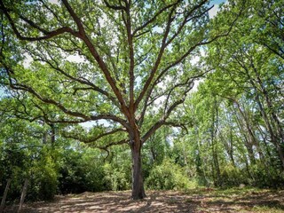 Ferienpark Homps Umgebung 17