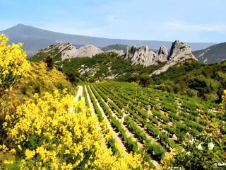 Parc de vacances Aubignan Environnement 15