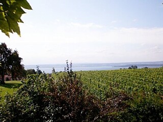 Blick auf den Bodensee