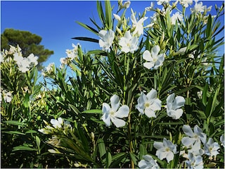 Oleander gibt es überall