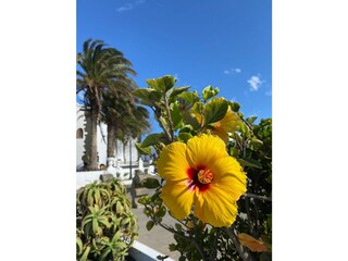 Villa Teguise Environnement 31