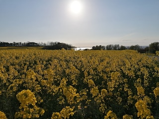 Ferienwohnung Ahlbeck (Usedom) Umgebung 20