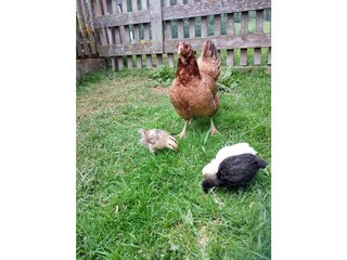 Holiday apartment Deutschnofen Outdoor Recording 8