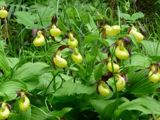 Wilde Orchideen in unseren Wald