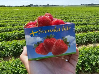 Vakantiehuis Kivik  14