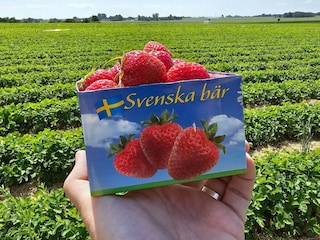 Vakantiehuis Kivik  8