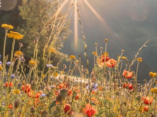Ferienhaus Pichl Außenaufnahme 3