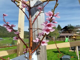 Apartment Radstadt Außenaufnahme 5