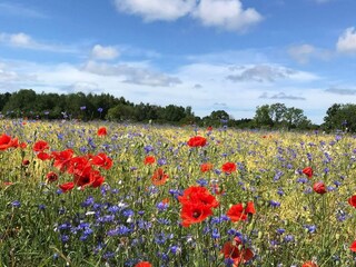 Holiday house Welt  14