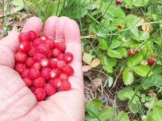 Ferienhaus Alsterbro  13