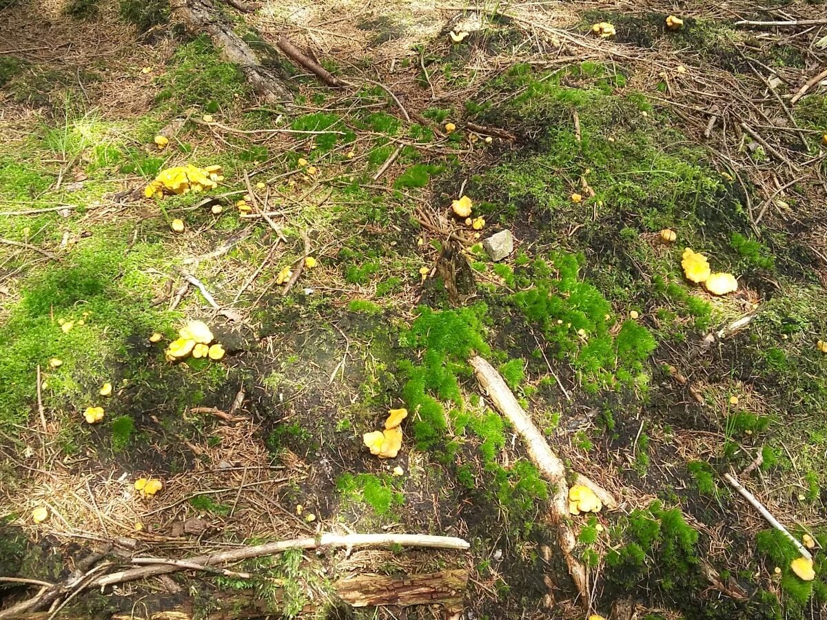 Pfifferlinge im Wald