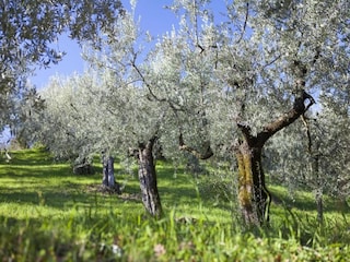 Vakantiehuisje Santa Maria degli Angeli (Assisi) Omgeving 33