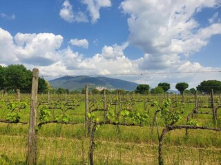 Type de propriété : Chalet Santa Maria degli Angeli (Assisi) Environnement 35