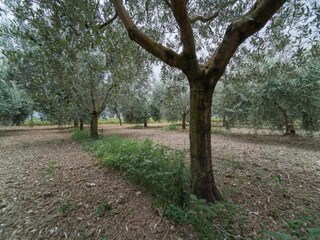 Casale Santa Maria degli Angeli (Assisi) Ambiente 37
