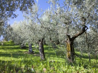 Type de propriété : Chalet Santa Maria degli Angeli (Assisi) Environnement 35