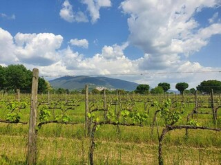 Type de propriété : Chalet Santa Maria degli Angeli (Assisi) Environnement 37