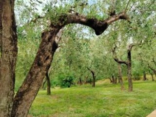 Type de propriété : Chalet Santa Maria degli Angeli (Assisi) Environnement 39