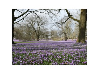 Husum Krokusblüte