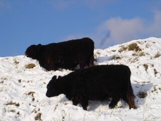 Vakantiehuis Julianadorp Omgeving 21