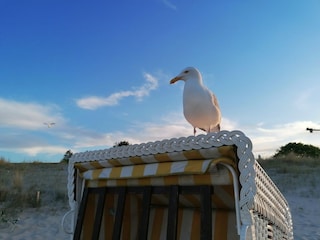 Ferienwohnung Ahlbeck (Usedom) Umgebung 15