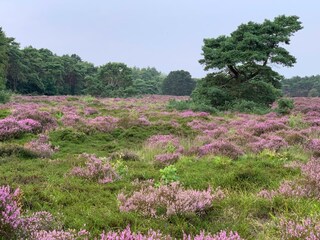 Appartamento per vacanze Schoorl Ambiente 34