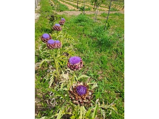 Ferienhaus Peschiera del Garda Außenaufnahme 7