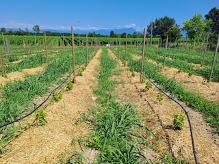 Ferienhaus Peschiera del Garda Außenaufnahme 8