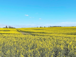 Holiday house Welt  11