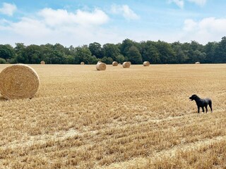 Vakantiehuis Sölvesborg Buitenaudio-opname 10