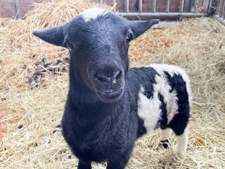 Vakantiehuis Sölvesborg Buitenaudio-opname 11