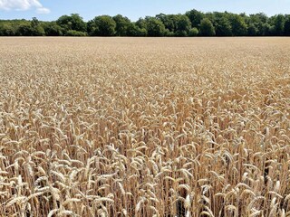 Vakantiehuis Sölvesborg Buitenaudio-opname 5