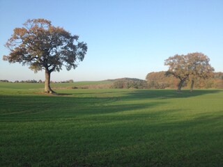 Feld in unserer Nähe