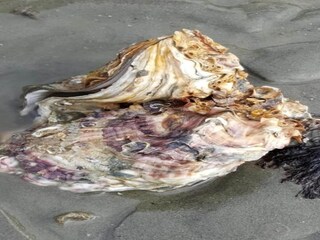 Parco vacanze Wemeldinge Ambiente 33