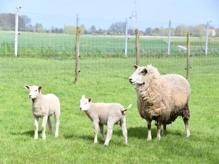 Appartamento Nieuwpoort Ambiente 11