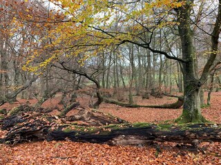 Ferienhaus Veberöd  15