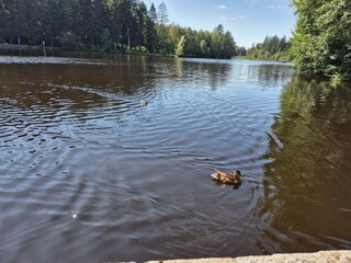 Holiday apartment Scheidegg Outdoor Recording 9