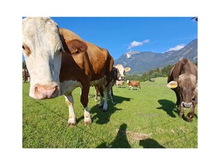 Casa per le vacanze Mitterberg-Sankt Martin Ambiente 29